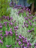 Sandringham Flower Show 8